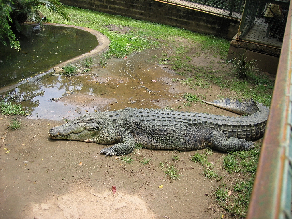 CairnsTC193 Cairns Tropical Zoo.jpg
